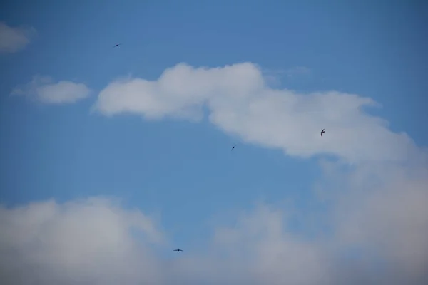 Γλάροι Που Πετούν Στον Ουρανό — Φωτογραφία Αρχείου