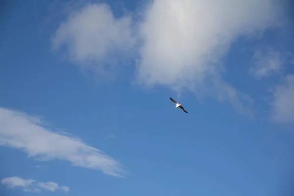 Чайки Літають Небі — стокове фото