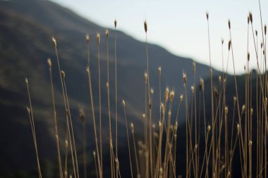 Sonbaharda sarı çimenler dağların arasında