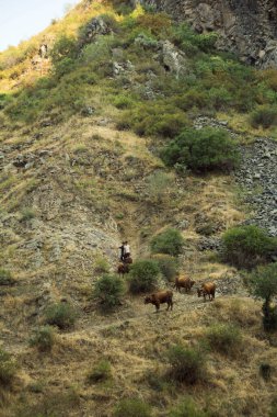Çobanlar ve inekler yamaçtan aşağı inerler.
