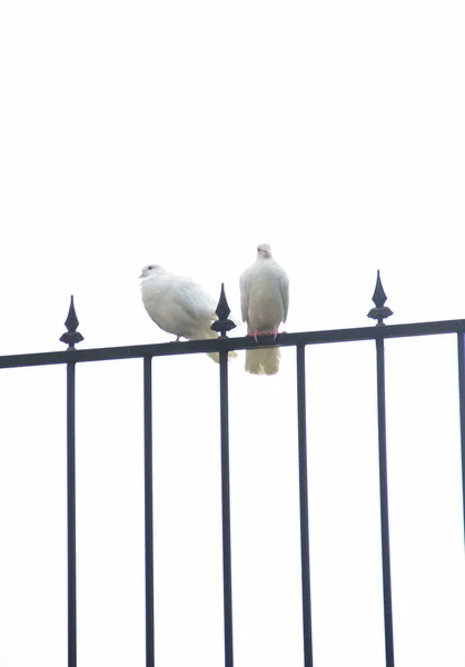 Two White Doves Sitting Lattice White Background — Stock Photo, Image