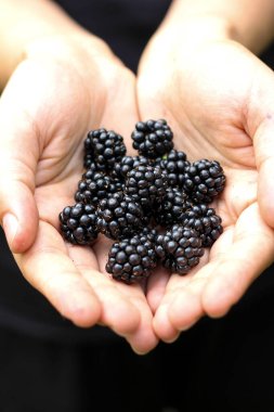 Avuçlarında böğürtlen tutan bir kızın elleri