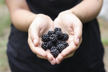 Avuçlarında böğürtlen tutan bir kızın elleri