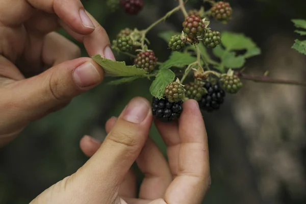 Girl\'s hand picking a blackberry from a bush