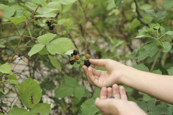 女孩的手从灌木丛中取出黑莓 — 图库照片
