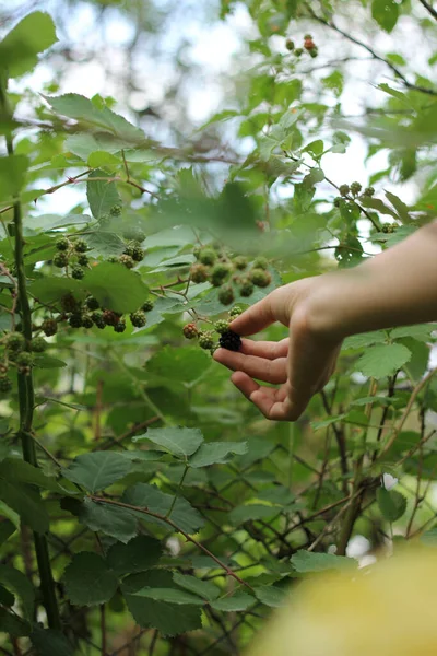 Girl Hand Picking Blackberry Bush — Stock Photo, Image