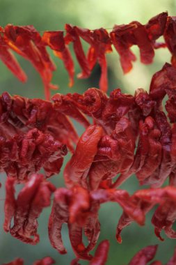 kırmızı kurutulmuş kırmızı biber.