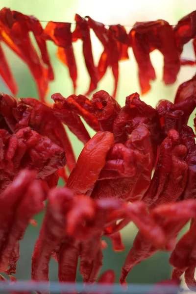 red dried chili peppers on a string