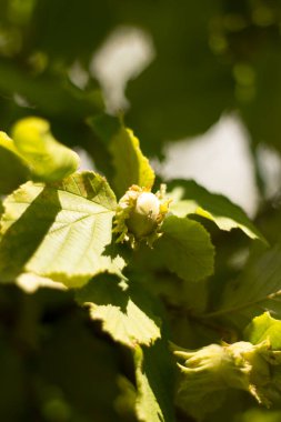 Bir çalılıkta büyüyen fındıklar