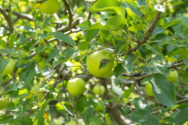 Äppelträd Med Gröna Äpplen — Stockfoto
