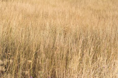 Yazın altın buğday tarlası