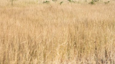 Buğday kulaklı sarı tarla