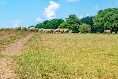 İtalya 'nın kırsalında çimen yiyen bir koyun sürüsü Ağaçları ve yolu olan, mavi gökyüzü ve arka planda beyaz bulutlar