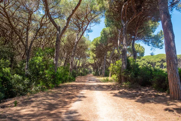 Tombolo di Feniglia, Argentario Dağında, Tirrean Denizi 'nde, Orbetello yakınlarında, Toskana, İtalya
