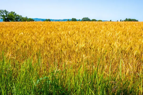 Umbria 'daki La campagna italiana, tüm malikane e con campi di grano maturo
