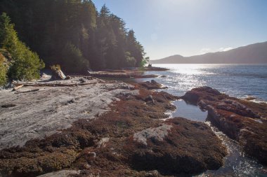 Kanada 'nın Pasifik Okyanusu üzerindeki kıyı manzarası British Columbia, Kanada