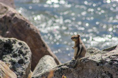 Kanada Alberta 'da kayalıklarda küçük şirin bir sincap.