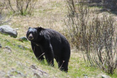 Rocky Dağları bölgesinde yalnız bir kahverengi ayı, Alberta, Kanada
