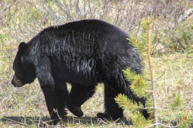Rocky Dağları bölgesinde yalnız bir kahverengi ayı, Alberta, Kanada