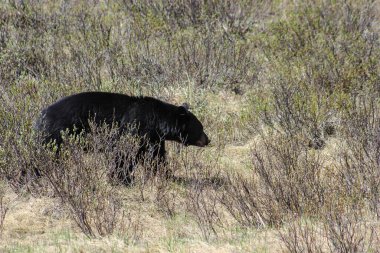 Rocky Dağları bölgesinde yalnız bir kahverengi ayı, Alberta, Kanada