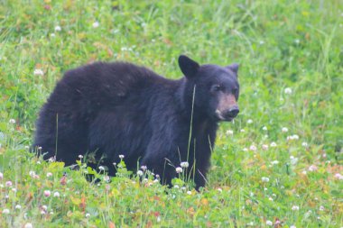Genç bir Amerikan kara ayısı Vancouver Adası, British Columbia, Kanada 'da yol boyunca ot yiyor.