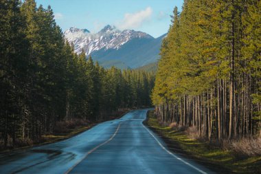 Kanada 'nın Alberta kentindeki Icefield Bulvarı boyunca Rocky Dağları' ndaki bir Kanada çam ağacına uzanan düz, nemli bir yol. Mavi gökyüzü ve gri bulutlar.