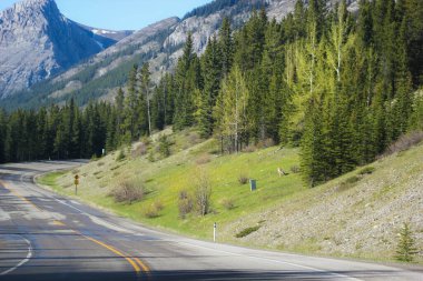 Rocky Dağları bölgesinde Alberta, Kanada 'daki Icefield Bulvarı boyunca mavi gökyüzü yeşil çam ağacıyla kaplı bir yol.