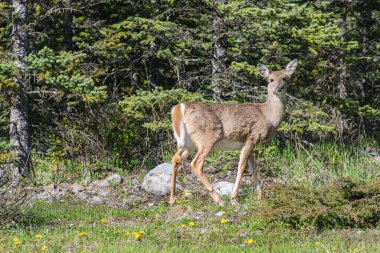 Kanada, Alberta 'daki Kanada Rocky Dağları bölgesinde bir geyik kamerayı izliyor.