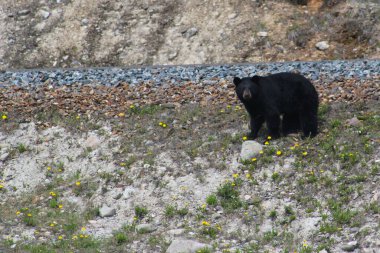 Banff Ulusal Parkı, Alberta, Kanada 'daki Icefield Parkway' de demiryolu kenarında büyük kahverengi bir ayı.