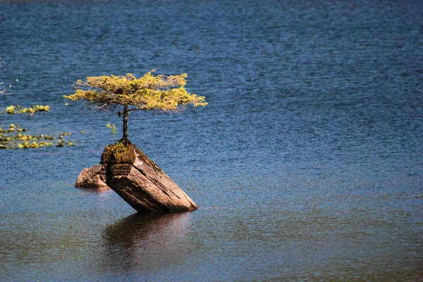 Vancouver Adası, Britanya Kolumbiyası, Kanada 'da bir göl su yüzeyinin dışında doğal bir bonsai büyüyor.