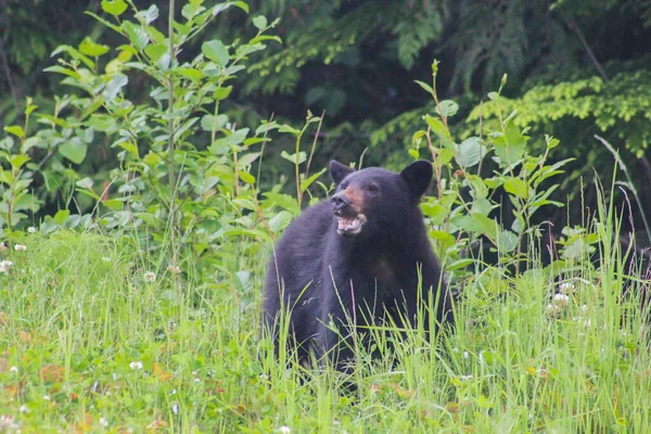 Joven Oso Negro Americano Está Comiendo Hierba Largo Una Carretera — Foto de Stock