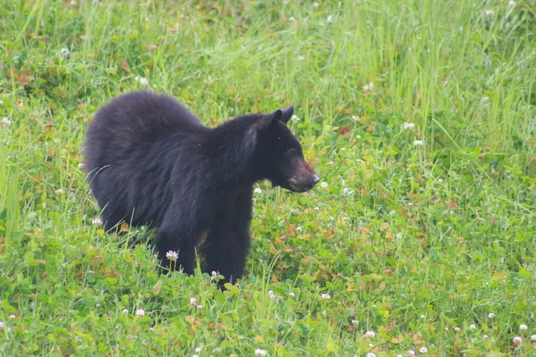 Young American Black Bear Eating Grass Road Vancouver Island British — Stock Photo, Image
