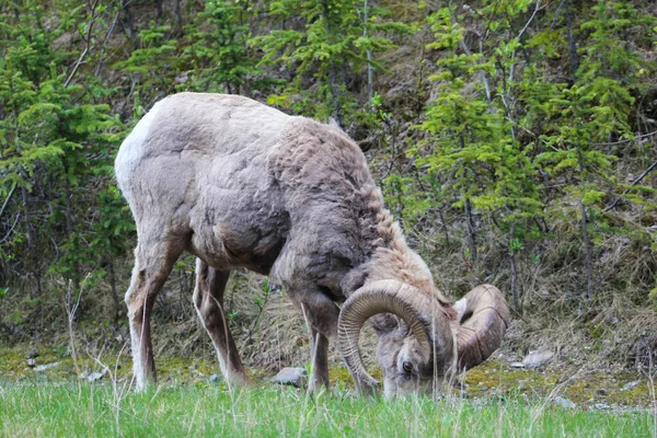 Ovejas Cuerno Grande Región Canadiense Las Montañas Rocosas Alberta Canadá — Foto de Stock