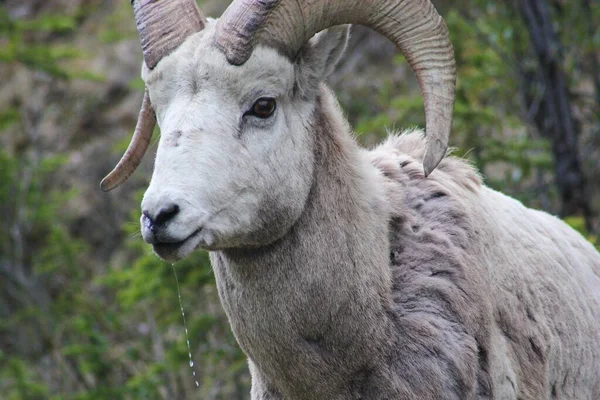 Big Horn Sheep Canadian Rocky Mountains Region Alberta Canada — Stock Photo, Image