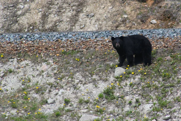 Gran Oso Pardo Cerca Una Vía Férrea Largo Icefield Parkway — Foto de Stock