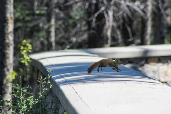 Ein Kleines Freies Eichhörnchen Läuft Den Menschen Banff Nationalpark Alberta — Stockfoto