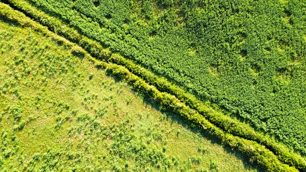 Zenit Imagem Drone Campos Verdes Separados Por Pequeno Rio Paisagem — Fotografia de Stock