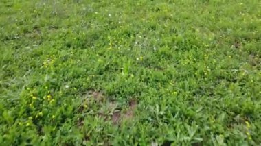 Küçük çiçekli yeşil bir çayırın insansız hava aracı görüntüsü.