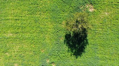 İHA 'nın yeşil çayırındaki yalnız bir ağacın havadan görünüşü.