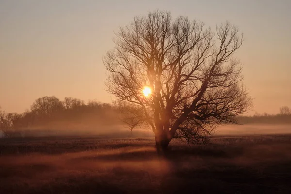 Elend Nebliger Sonnenaufgang Über Dem Baum — Stockfoto