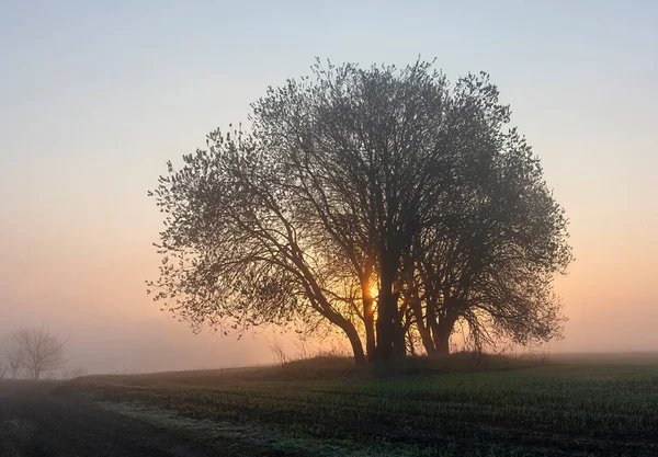 Árvore Manhã Nascer Sol — Fotografia de Stock