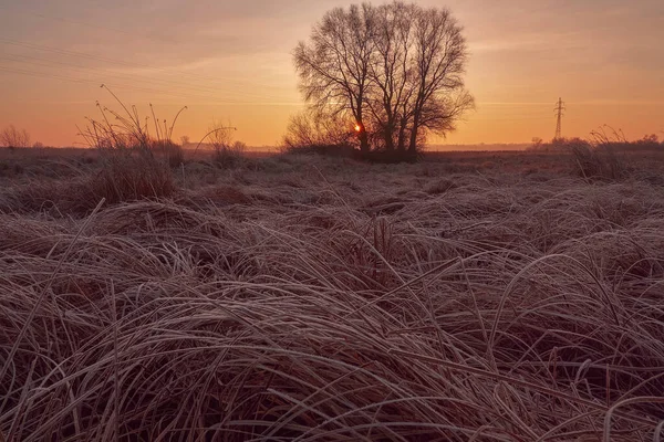 Спокійний Схід Сонця Над Полем — стокове фото
