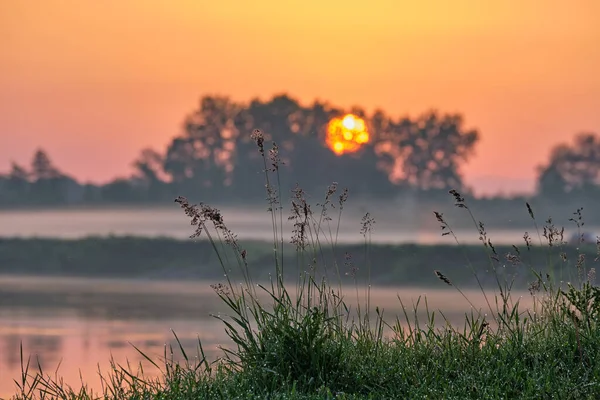Солнечная Трава Солнечное Утро — стоковое фото