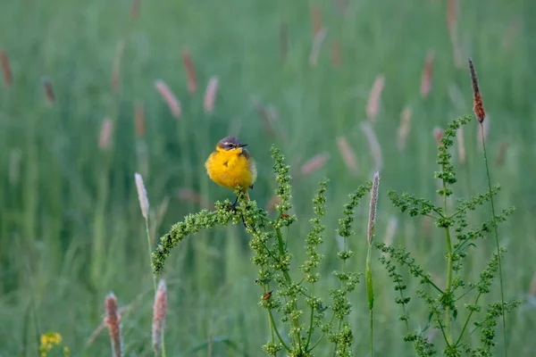 Oiseau Jaune Sur Herbe Matin — Photo