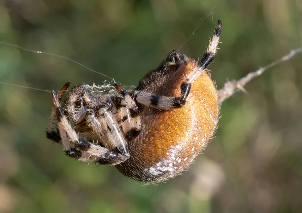 Örümcek Haçı bekliyor....