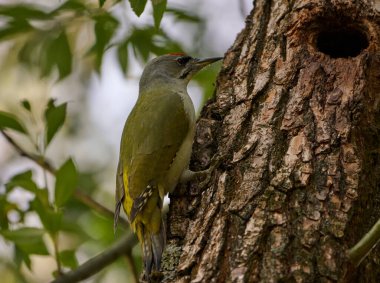 Büyük gri benekli ağaçkakan ağaçta.