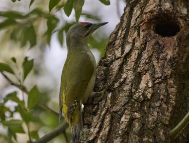 Büyük gri benekli ağaçkakan ağaçta.