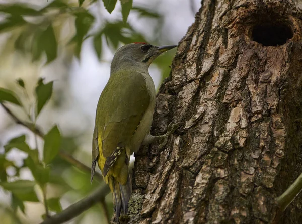 Büyük gri benekli ağaçkakan ağaçta.