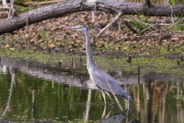 Göldeki büyük mavi balıkçıl