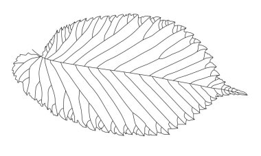 Bir dut yaprağının ayrıntılı siyah beyaz çizimi 